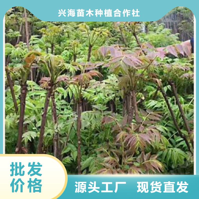 香椿苗【花椒苗】厂家直销规格多样