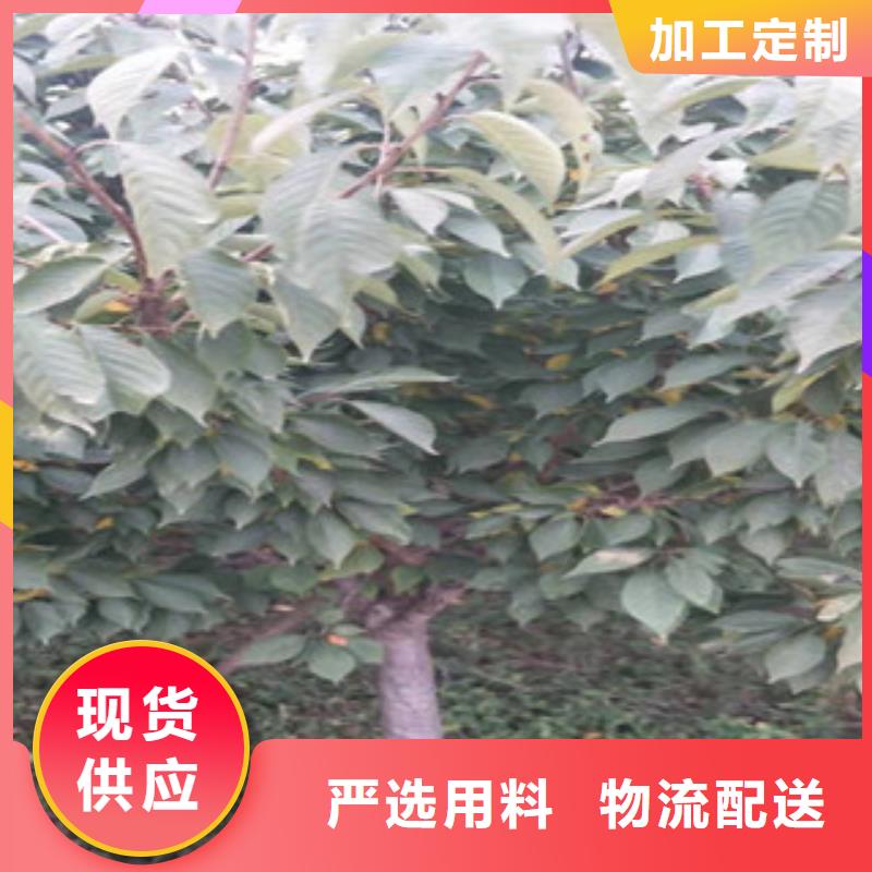 樱花-核桃苗樱花苗长果桑树苗好货采购