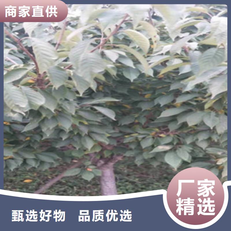 【樱花,核桃苗樱花苗长果桑树苗多家仓库发货】