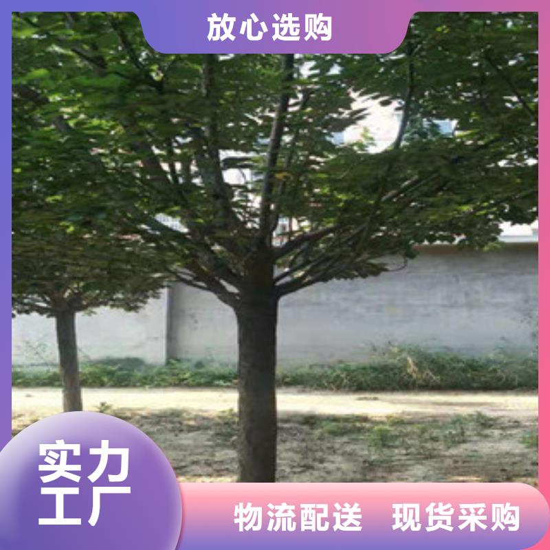 樱花-【蓝莓苗】买的是放心