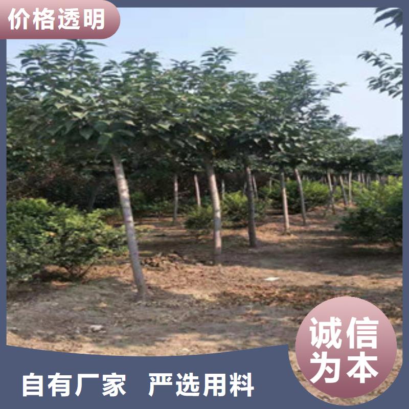 樱花占地果树支持加工定制