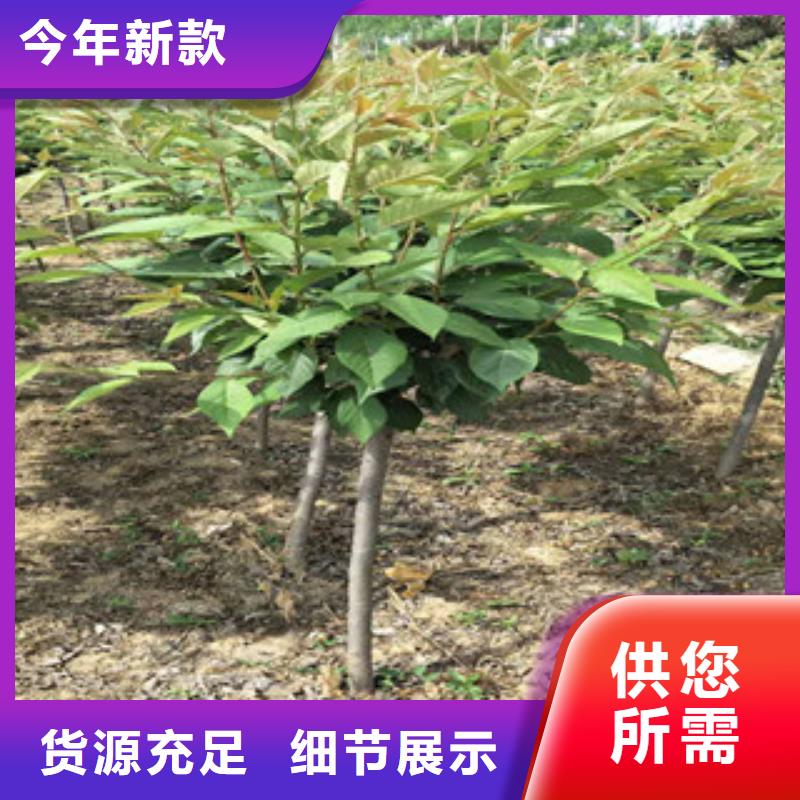樱花核桃苗樱花苗长果桑树苗物流配送