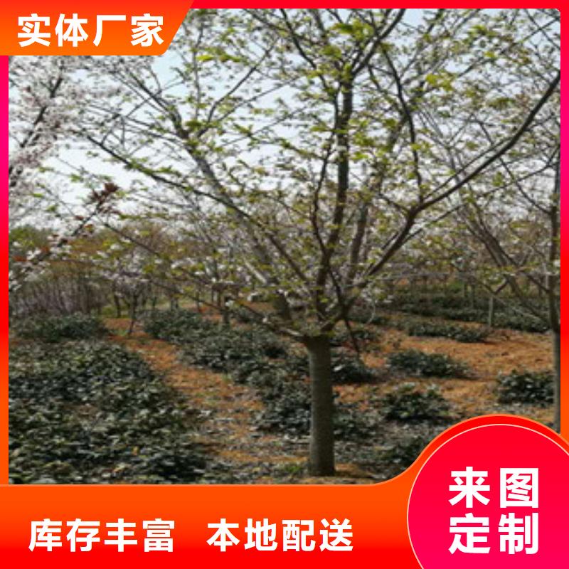 【樱花,核桃苗樱花苗长果桑树苗多家仓库发货】