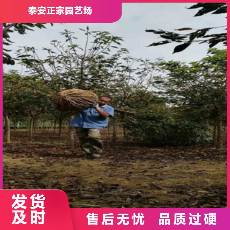 樱花核桃苗樱花苗长果桑树苗一站式采购商