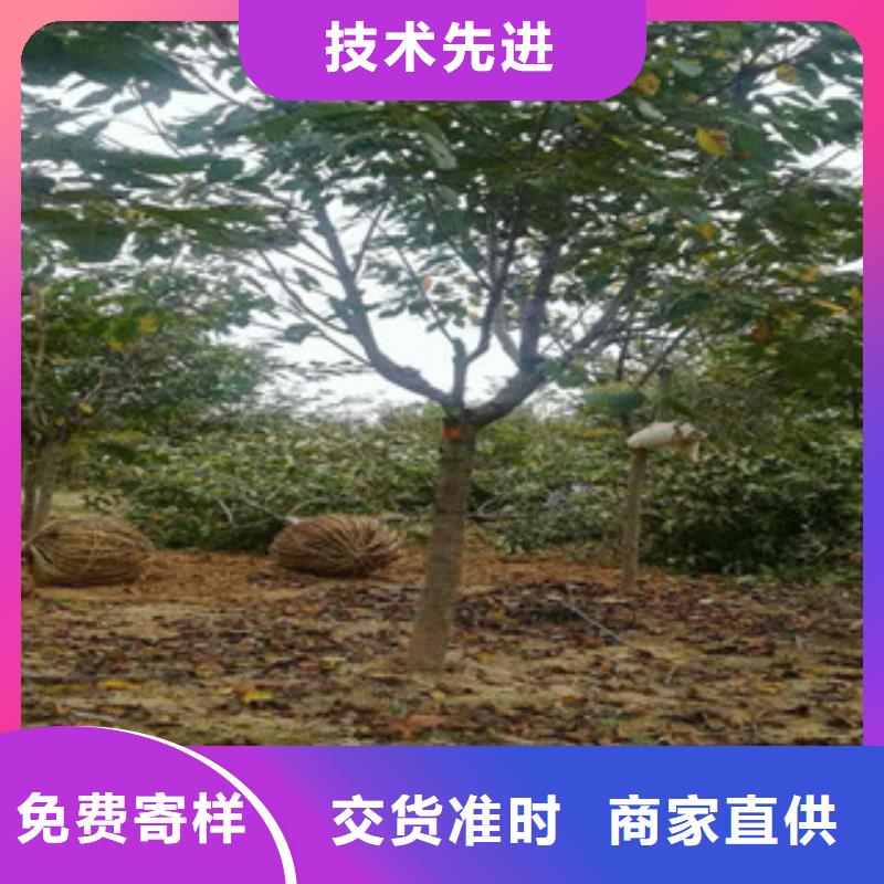 樱花-【蓝莓苗】买的是放心