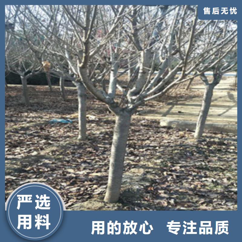 樱花占地果树支持加工定制