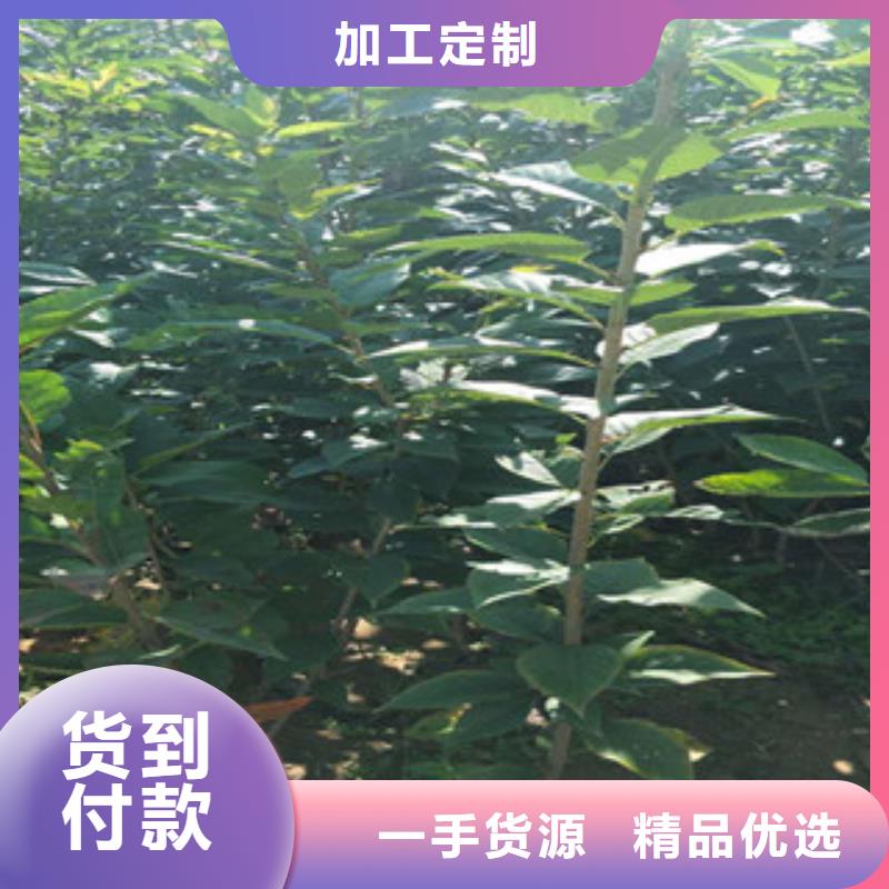 【樱花】-蓝莓苗支持加工定制