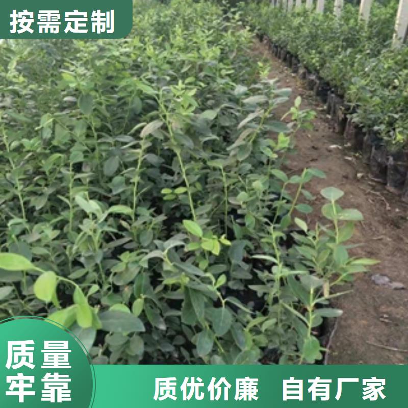 精益求精【蓝莓苗】碧桃厂家现货供应| 当地 公司