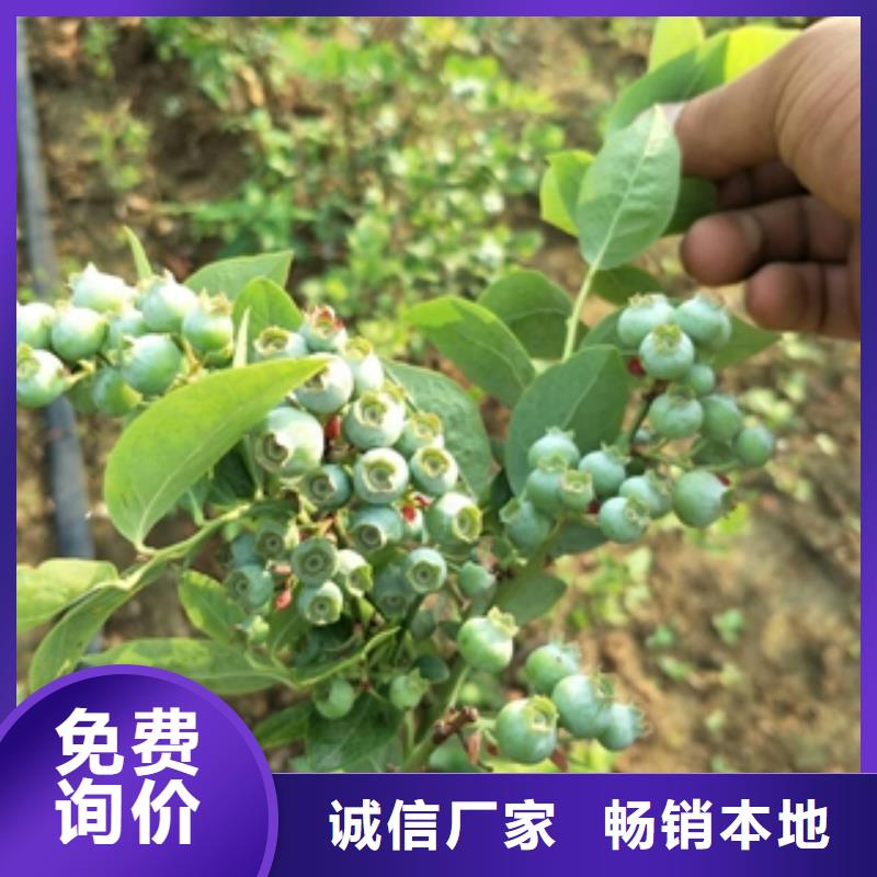 蓝莓苗核桃苗樱花苗长果桑树苗24小时下单发货