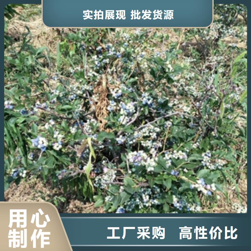 蓝莓苗核桃苗樱花苗长果桑树苗24小时下单发货