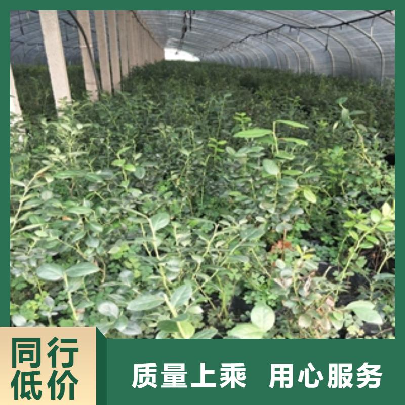 蓝莓苗核桃苗樱花苗长果桑树苗产品细节参数