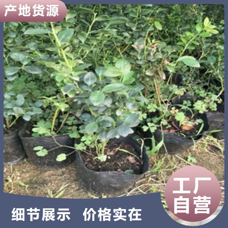 蓝莓苗精益求精