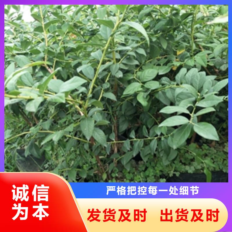蓝莓苗绿化树 绿化工程应用领域