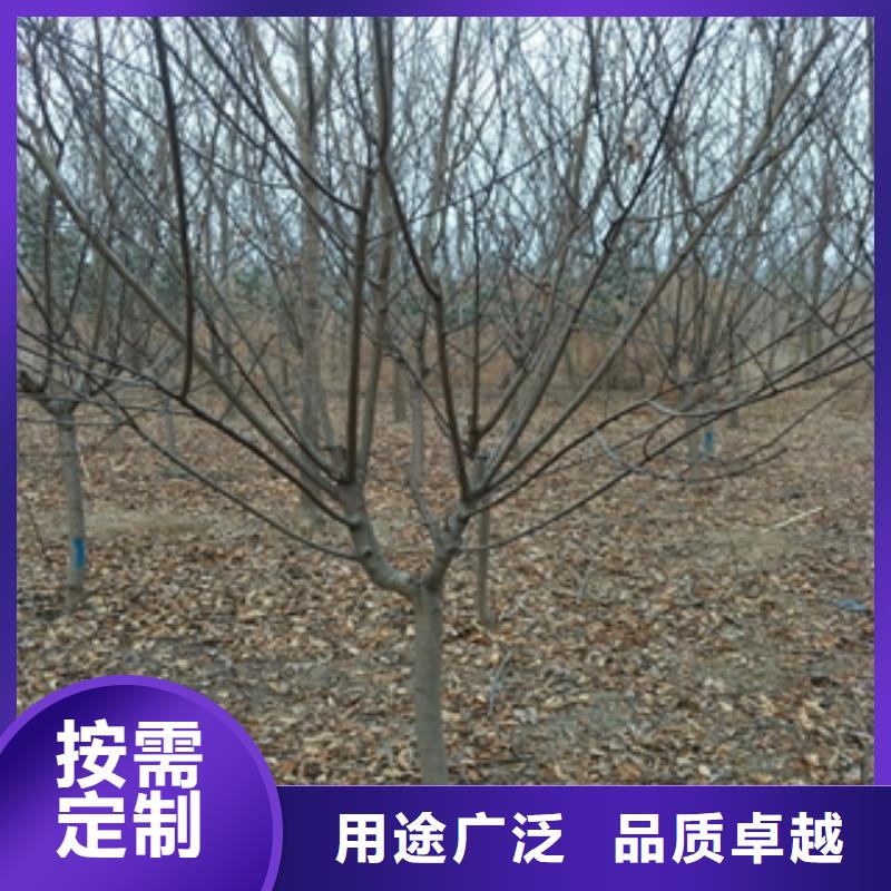 桃树-蓝莓苗采购