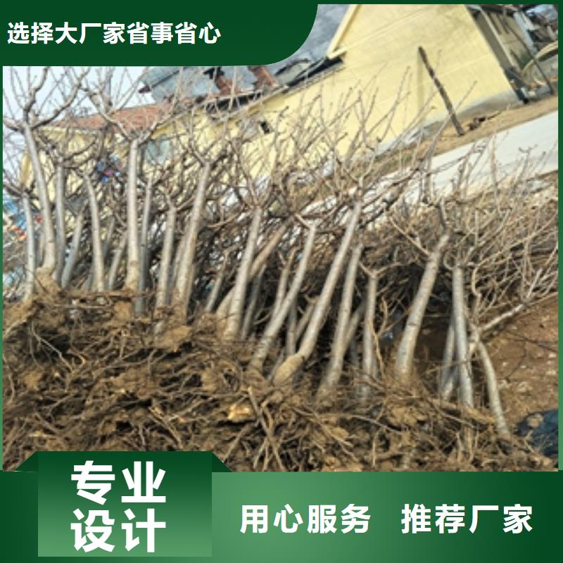 桃树,碧桃用途广泛