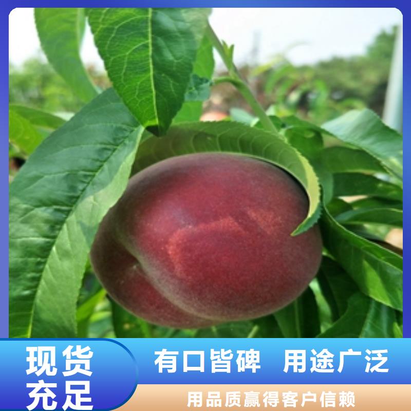 桃树-蓝莓苗采购