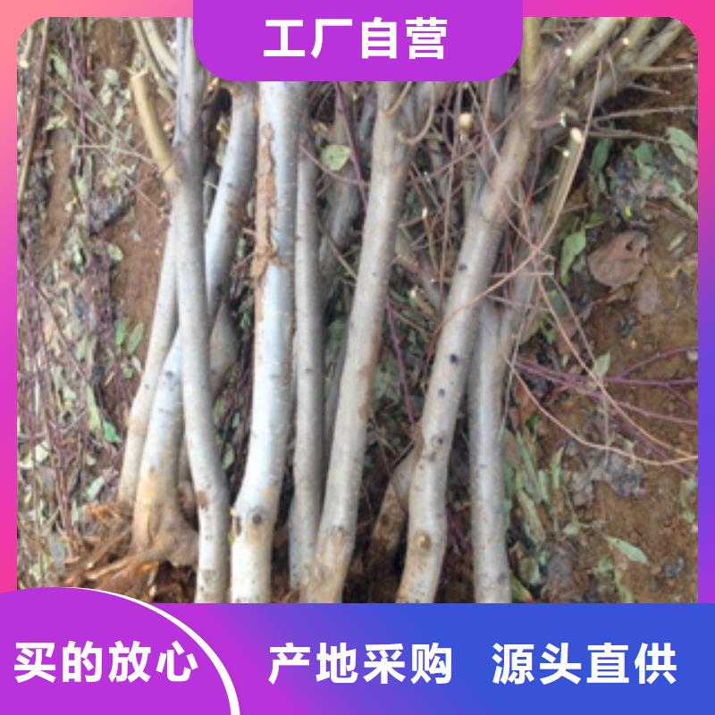 【桃树占地果树工厂直营】