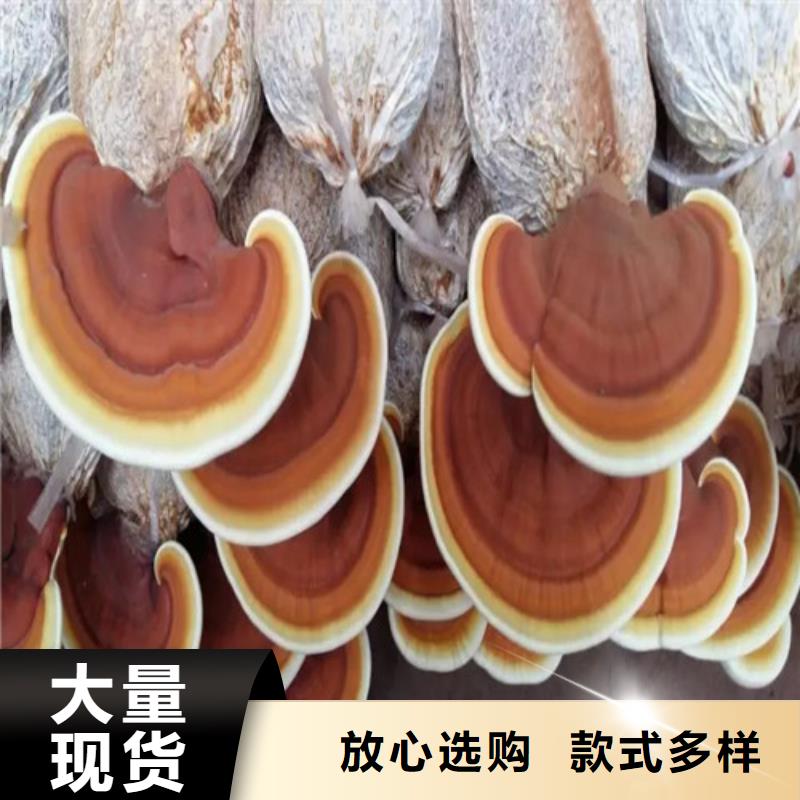 有实力有经验 灵芝孢子粉 【灵芝】产地厂家直销-云海灵芝种植专业合作社-产品视频