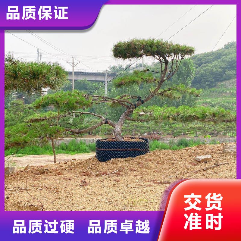 造型松 造型油松实力优品