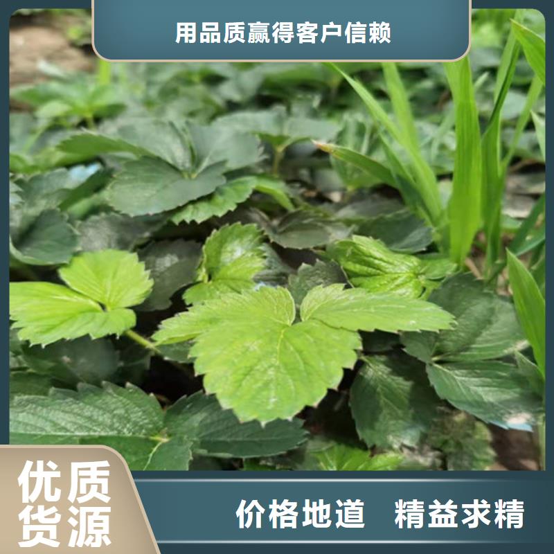 【草莓苗】苹果苗粘木源厂定制