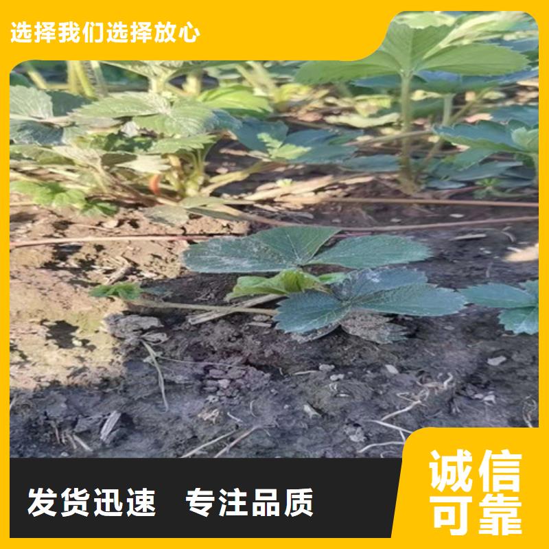 草莓苗,香椿树苗联系厂家