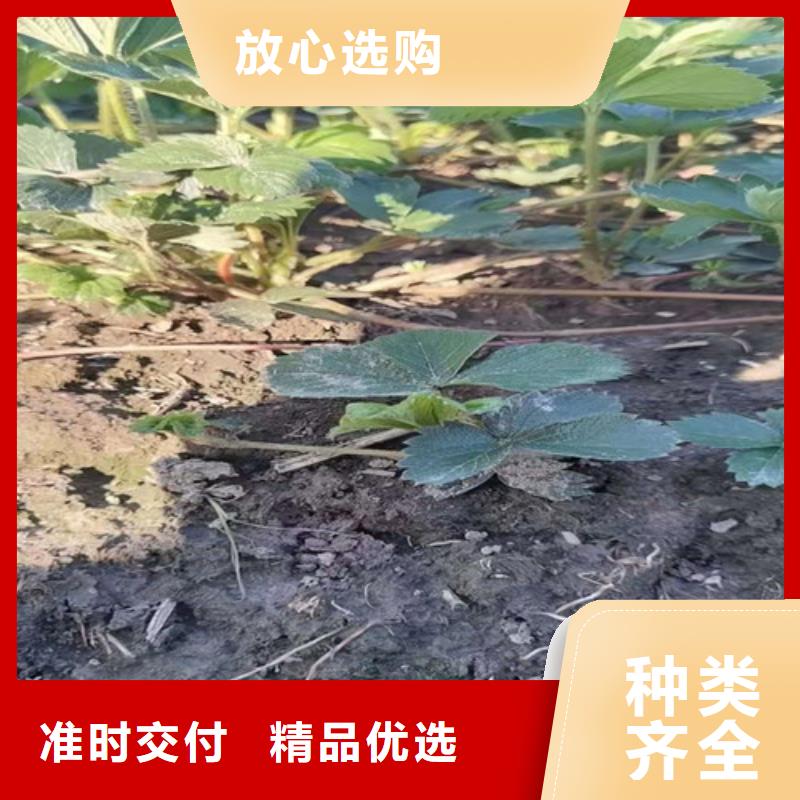 【草莓苗蓝莓苗一站式供应厂家】