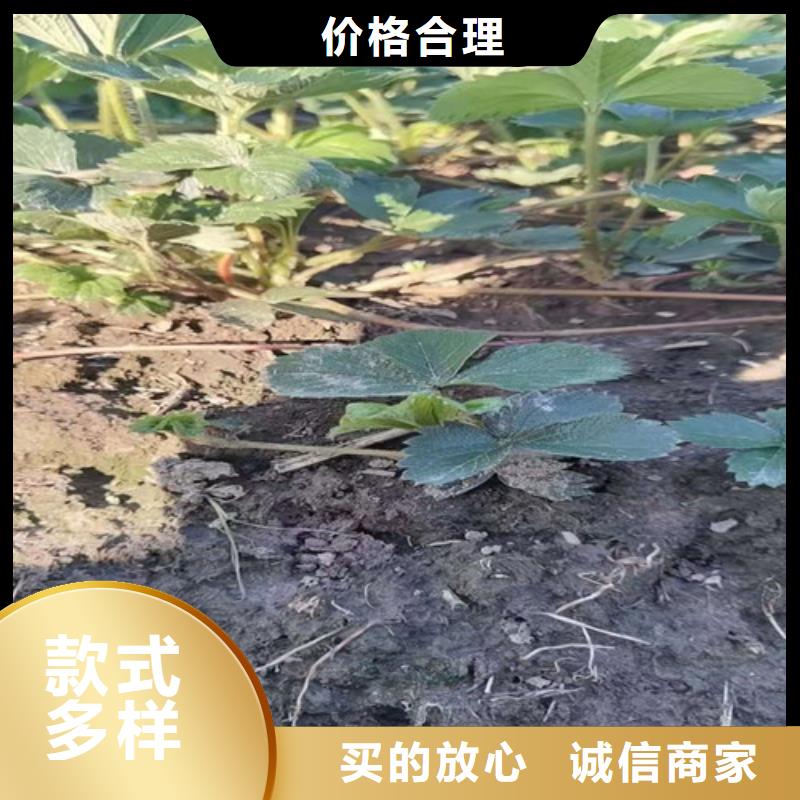 草莓苗山楂苗您想要的我们都有