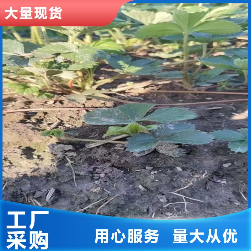 草莓苗【核桃苗】质量好