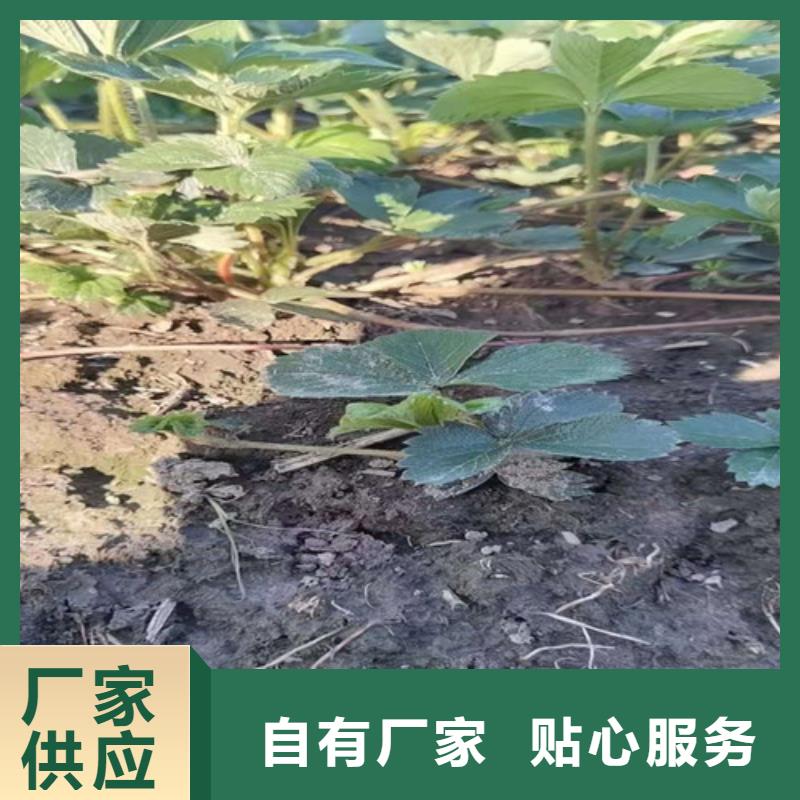 草莓苗桃树苗工艺成熟