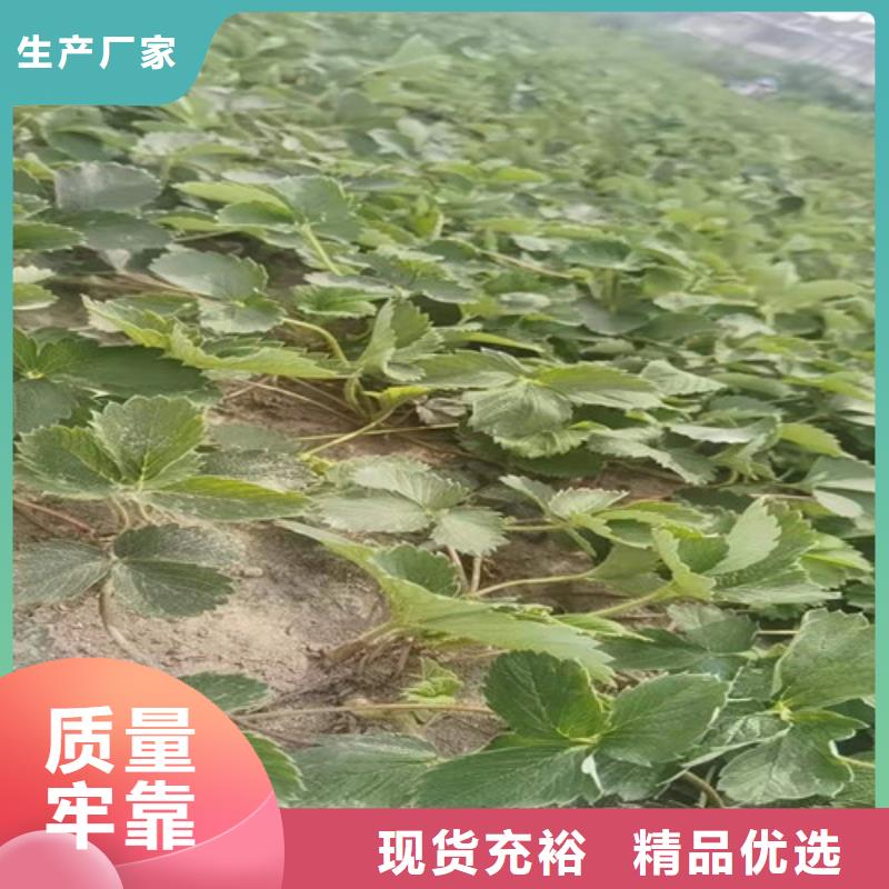 【草莓苗红颜草莓苗满足多种行业需求】