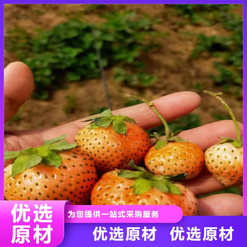 【草莓苗油蟠7-7热销产品】