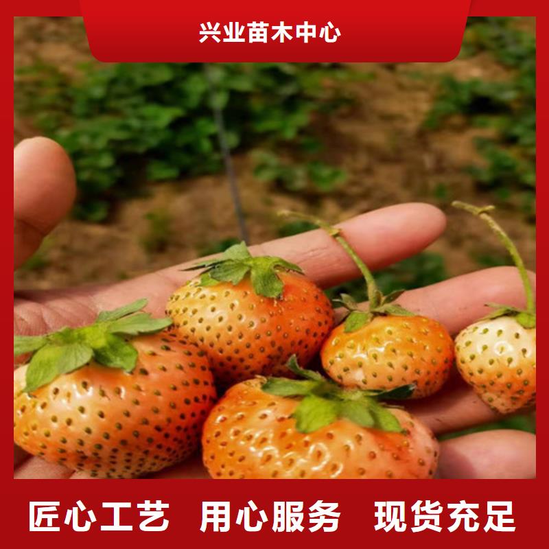 【草莓苗蓝莓苗一站式供应厂家】