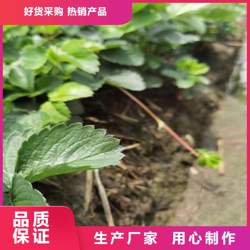 草莓苗【梨树苗】自有厂家