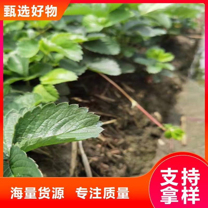 【草莓苗核桃苗当地货源】