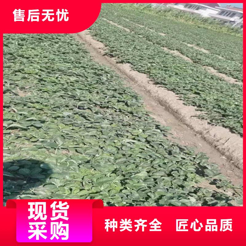 【草莓苗】,大棚草莓苗厂家案例