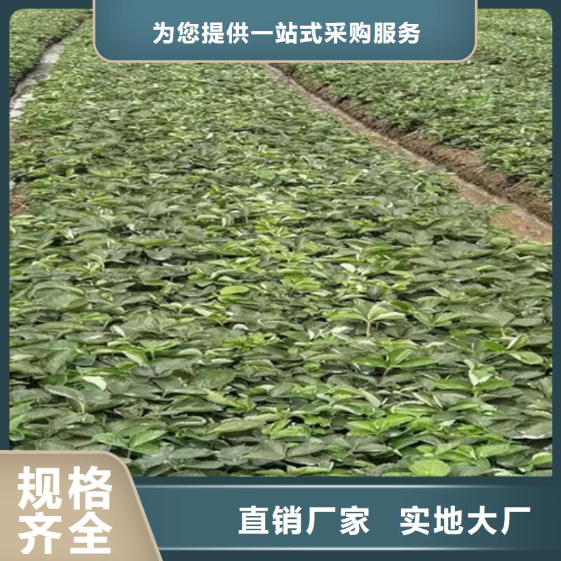 【草莓苗蟠桃苗专业按需定制】