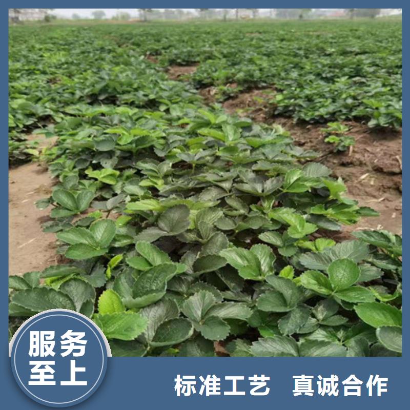 【草莓苗蓝莓苗一站式供应厂家】