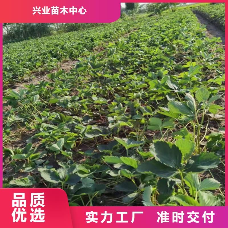 【草莓苗核桃苗当地货源】