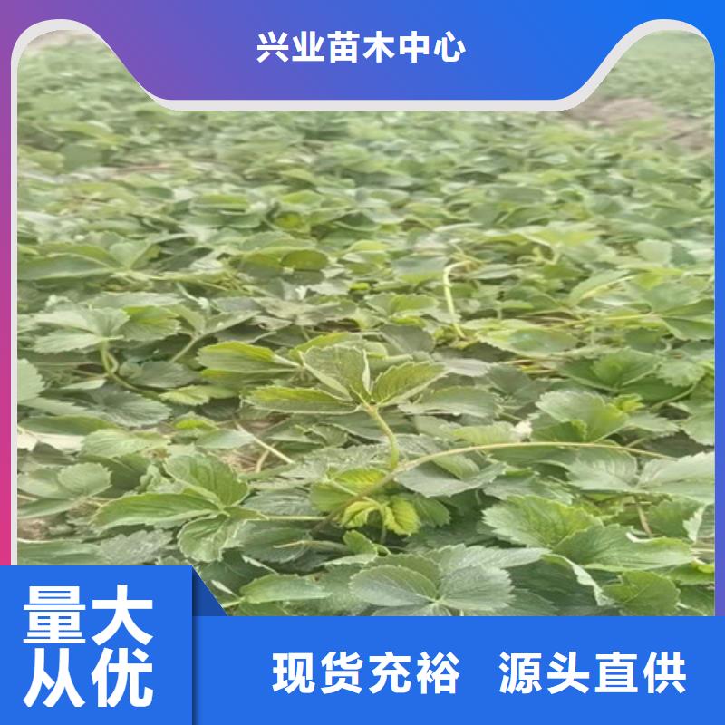 草莓苗-1公分杏树苗源头工厂量大优惠