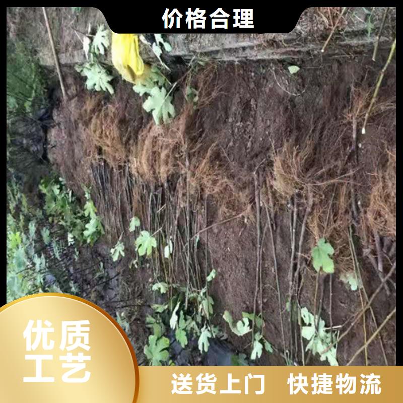 无花果-【葡萄苗】产地源头好货