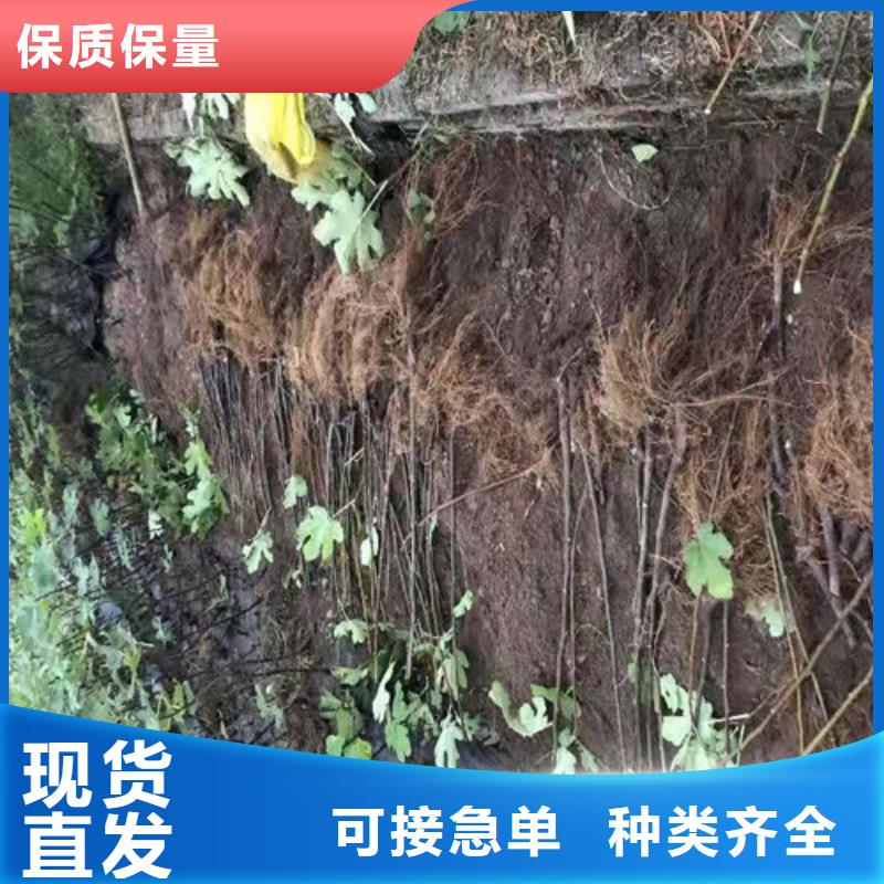 无花果樱桃树苗大厂生产品质