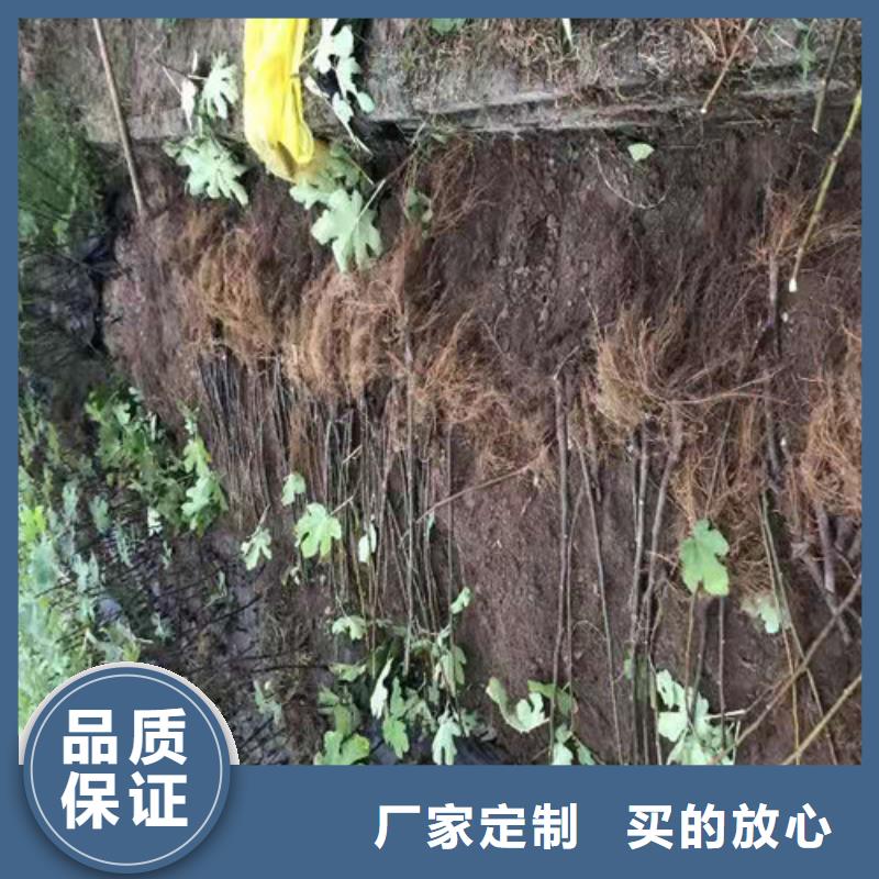 无花果,大红袍花椒苗支持定制加工