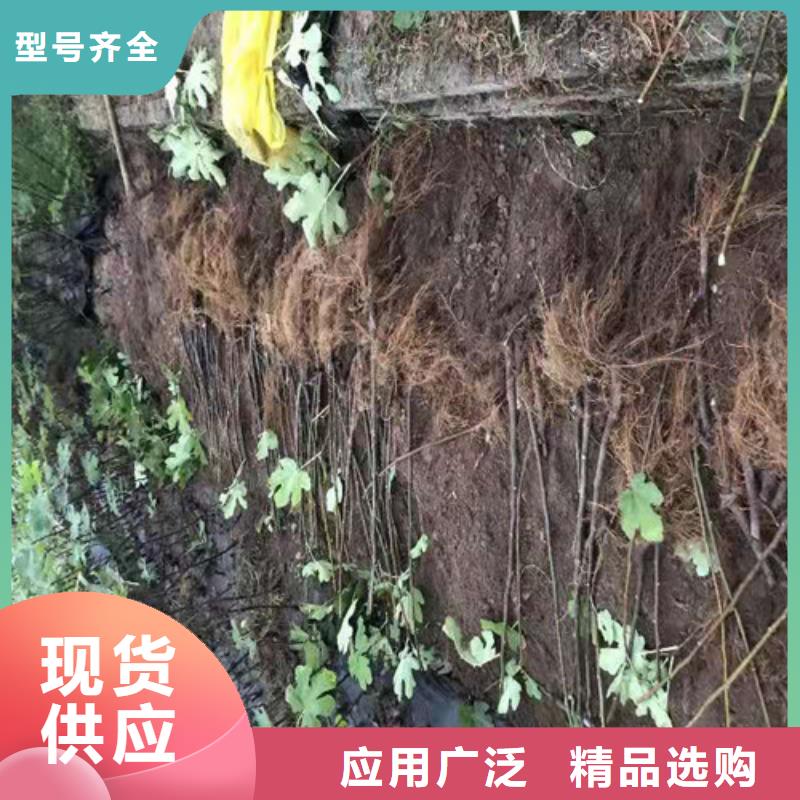 无花果桃树苗货源报价