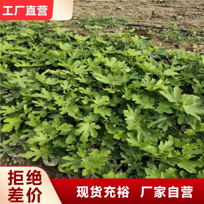 无花果车厘子苗自产自销