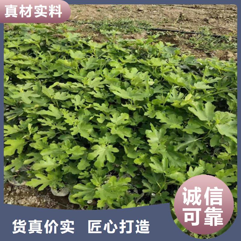 无花果樱桃树苗大厂生产品质