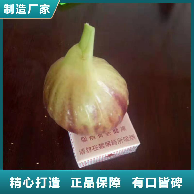 无花果草莓苗注重细节