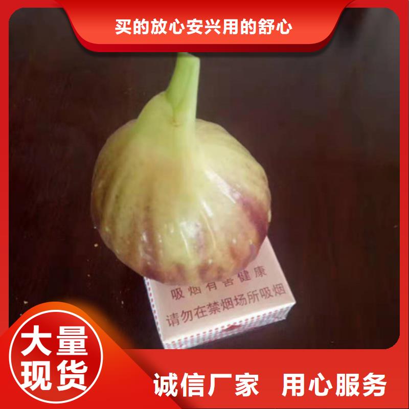 无花果大棚草莓苗应用广泛