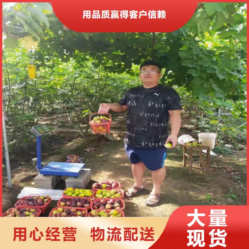 无花果,香椿苗库存丰富