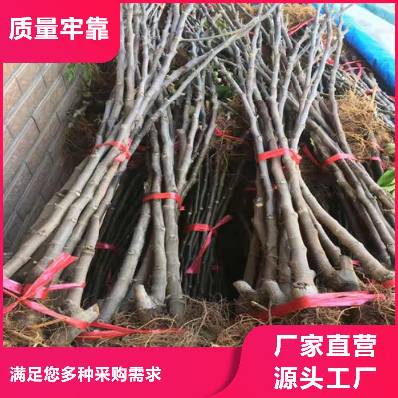 无花果蓝莓苗现货销售