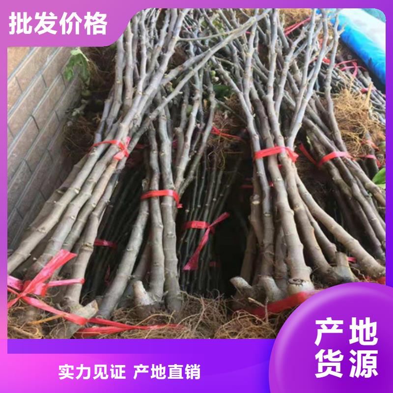 无花果_桃树苗来图定制量大从优